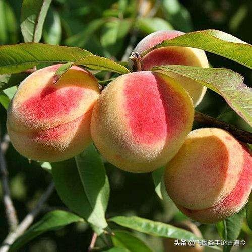 桃子套袋子后怎么样去用肥,肥料要不要深施?