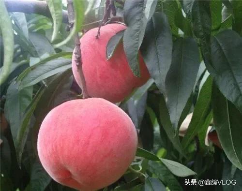桃子套袋子后怎么样去用肥,肥料要不要深施?