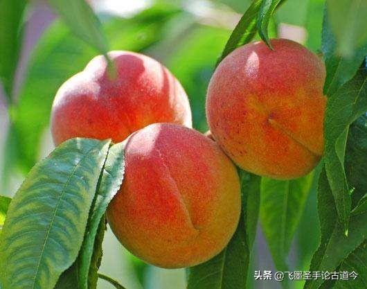 桃子套袋子后怎么样去用肥,肥料要不要深施?