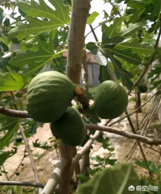 盆栽的无花果，叶片越长越小是什么原因？应该怎么补救？
