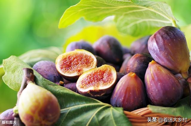无花果该在什么时侯摘心?