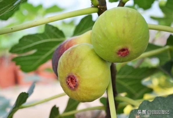 无花果该在什么时侯摘心?