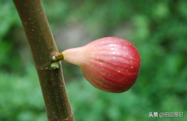 无花果该在什么时侯摘心?
