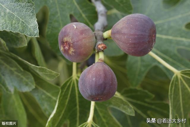无花果该在什么时侯摘心?