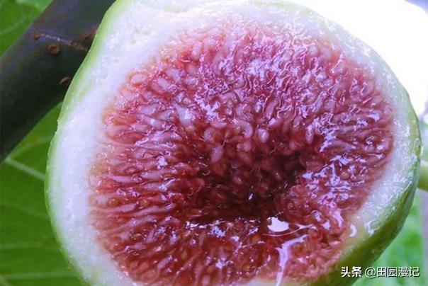 无花果该在什么时侯摘心?