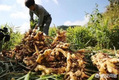 如何识别和防止生姜枯萎病？