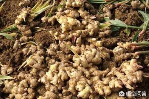 如何识别和防止生姜枯萎病？