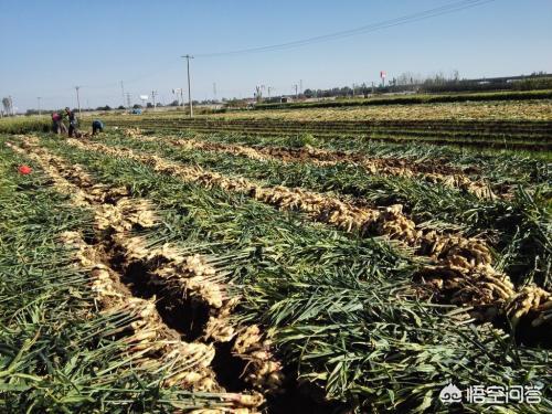 如何识别和防止生姜枯萎病？