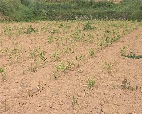 生姜种植大姜需要小培土吗?几月份小培土,如何进行小培土作业?