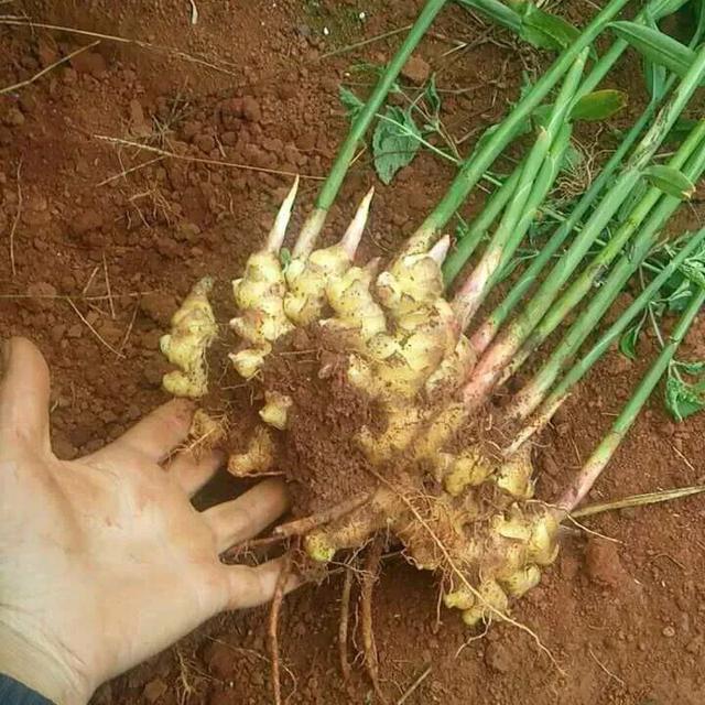 生姜种植大姜需要小培土吗?几月份小培土,如何进行小培土作业?