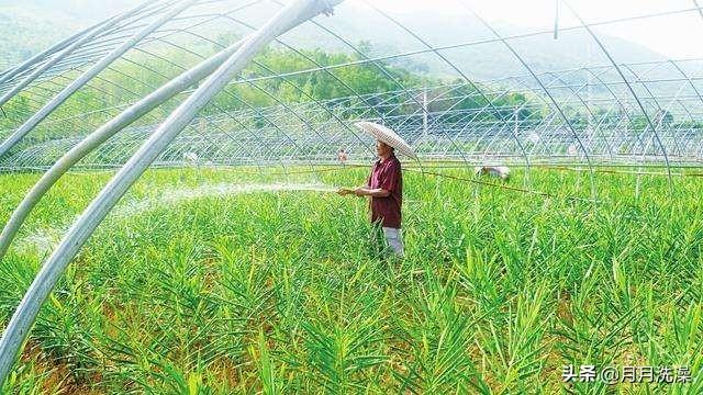 生姜秋后应该如何科学管理？