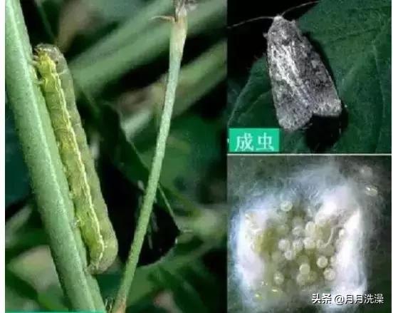 生姜秋后应该如何科学管理？