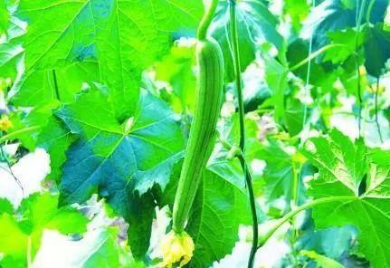 丝瓜花很多，到最后结果并不多，怎么落花落果这么严重？如何防治？