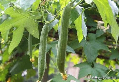 丝瓜花很多，到最后结果并不多，怎么落花落果这么严重？如何防治？