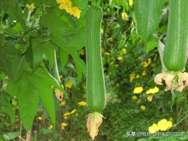 丝瓜花很多，到最后结果并不多，怎么落花落果这么严重？如何防治？