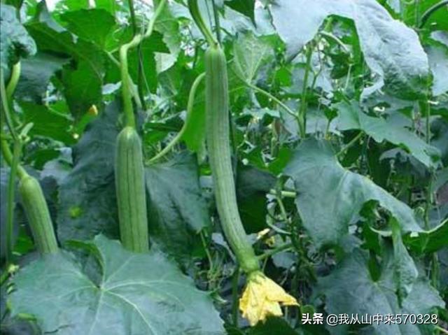 丝瓜花很多，到最后结果并不多，怎么落花落果这么严重？如何防治？