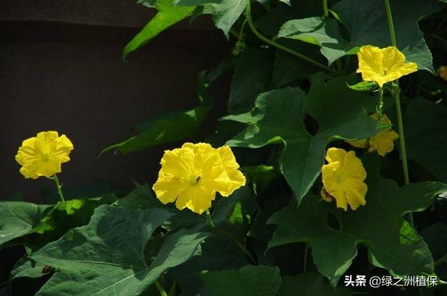 丝瓜花很多，到最后结果并不多，怎么落花落果这么严重？如何防治？