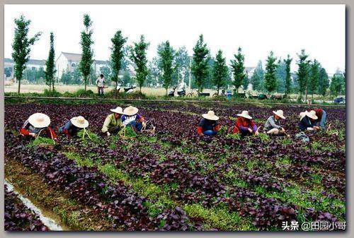 紫苏卖的很贵，它有啥营养价值？如何种植呢？