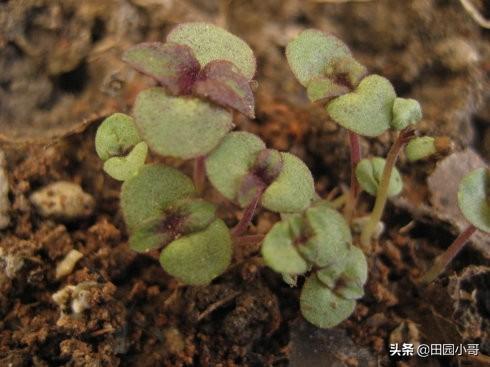 紫苏卖的很贵，它有啥营养价值？如何种植呢？