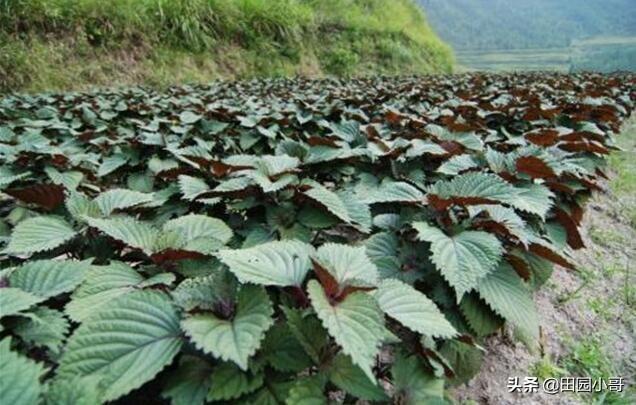 紫苏卖的很贵，它有啥营养价值？如何种植呢？
