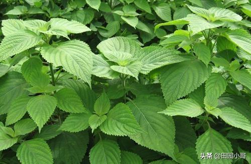 紫苏卖的很贵，它有啥营养价值？如何种植呢？