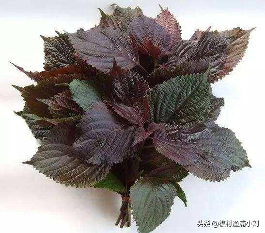 紫苏卖的很贵，它有啥营养价值？如何种植呢？