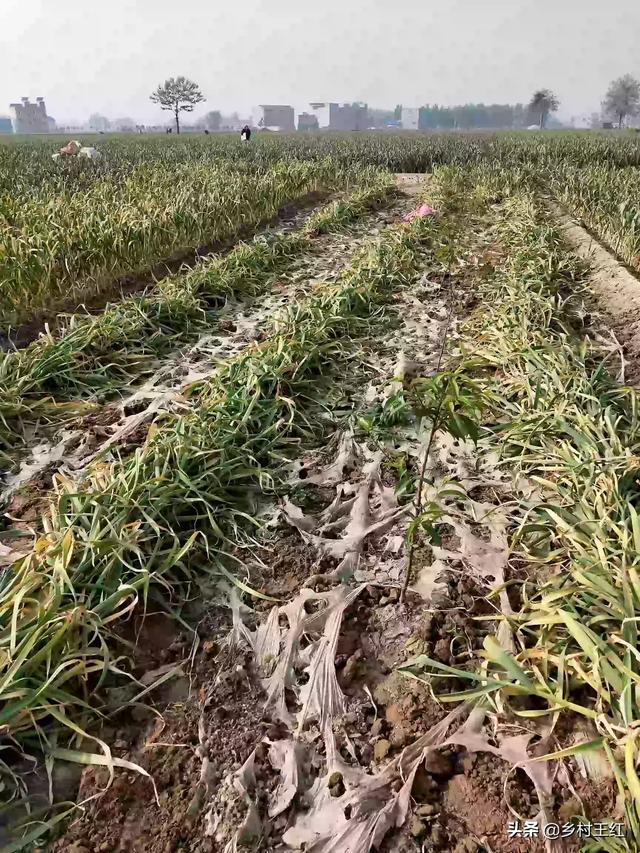 大蒜抽过苔后，还要不要给大蒜用肥呢？