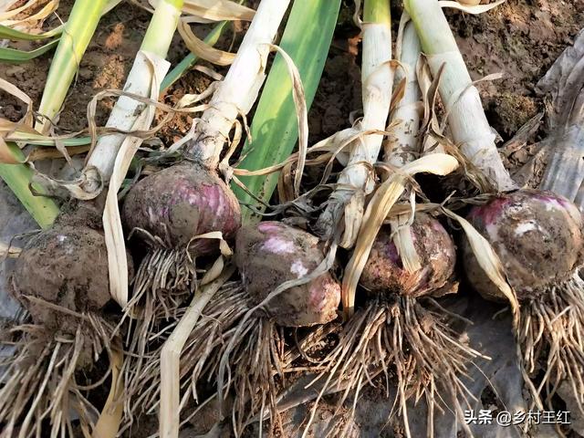 大蒜抽过苔后，还要不要给大蒜用肥呢？