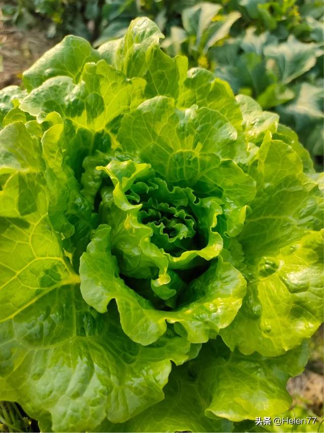夏天了，还能种生菜吗，有什么种植技巧？