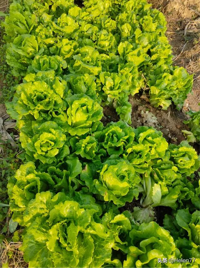 夏天了，还能种生菜吗，有什么种植技巧？