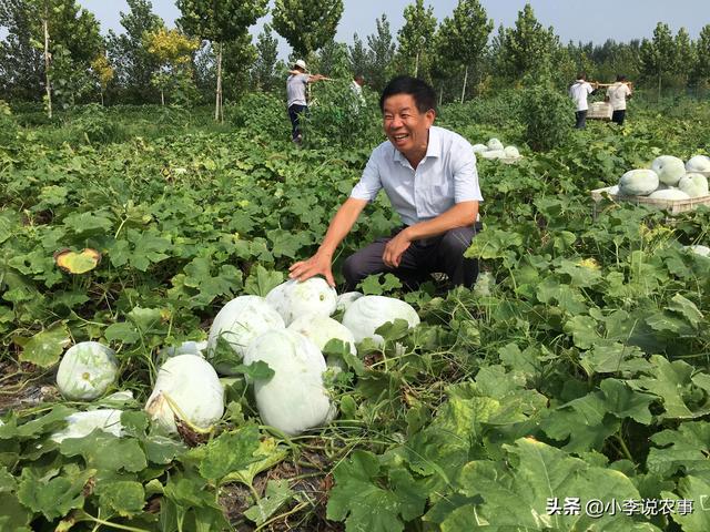 种植冬瓜是用种子直接种,还是先育苗后再移栽?