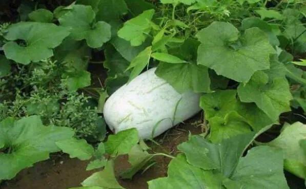 种植冬瓜是用种子直接种,还是先育苗后再移栽?