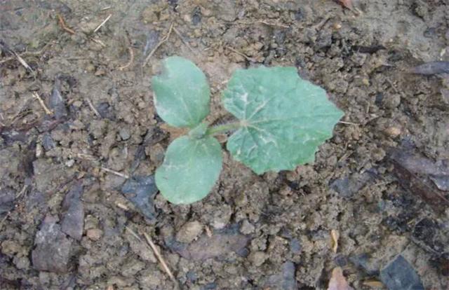 种植冬瓜是用种子直接种,还是先育苗后再移栽?