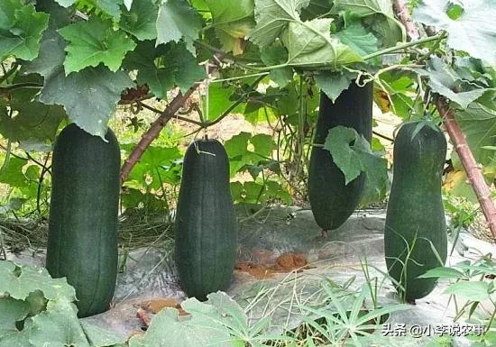 种植冬瓜是用种子直接种,还是先育苗后再移栽?