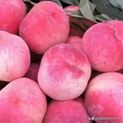 发展桃树生产,桃园选址和品种选择,真的十分重要吗?
