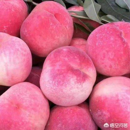 发展桃树生产,桃园选址和品种选择,真的十分重要吗?