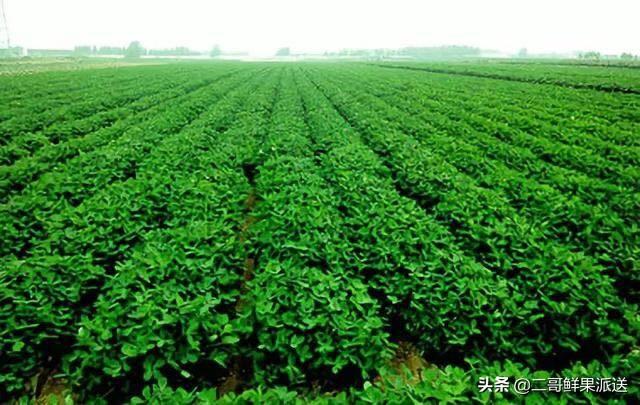 夏季持续阴雨天对花生产量有多大影响?有补救措施吗?