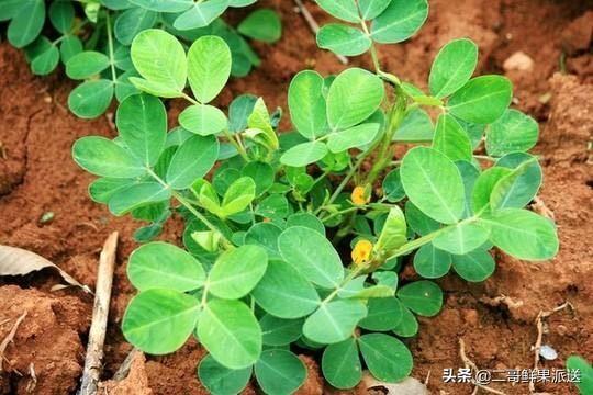夏季持续阴雨天对花生产量有多大影响?有补救措施吗?
