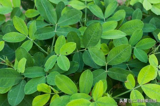 夏季持续阴雨天对花生产量有多大影响?有补救措施吗?