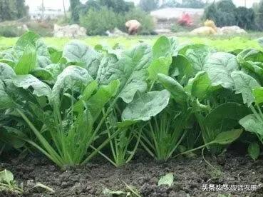 春季露地菠菜如何种植能高产?