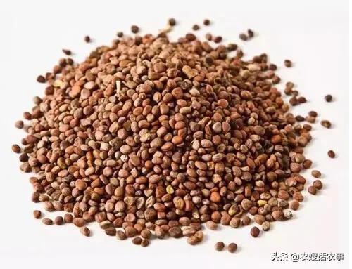 春季露地菠菜如何种植能高产?