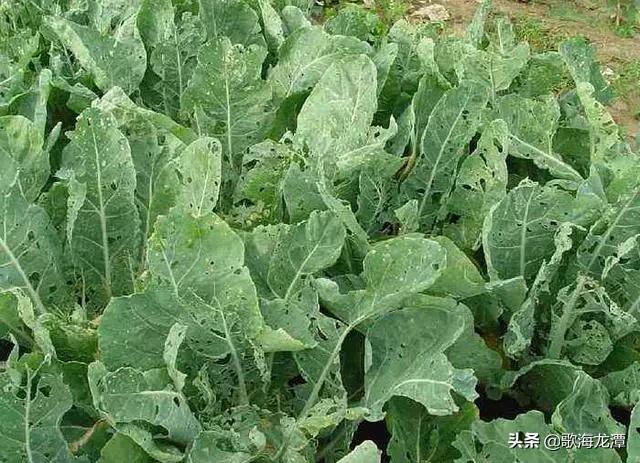 小菜蛾防治可用什么昆虫生长调节剂?有什么需要注意的问题?