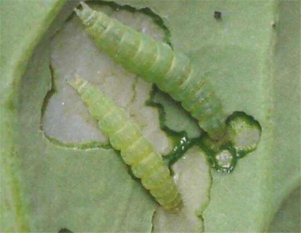 小菜蛾防治可用什么昆虫生长调节剂?有什么需要注意的问题?