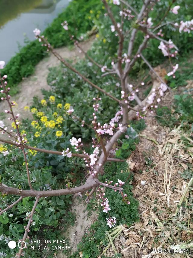桃树落花后打什么药最好？