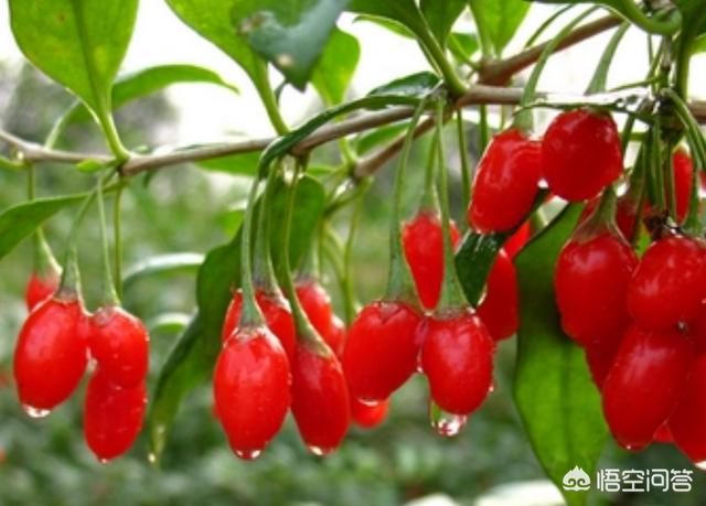 种植枸杞需要施底肥吗?怎么样?