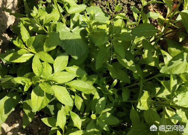 种植枸杞需要施底肥吗?怎么样?