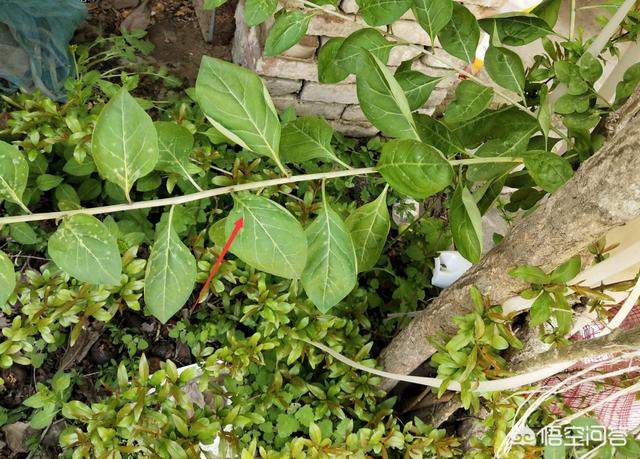 种植枸杞需要施底肥吗?怎么样?