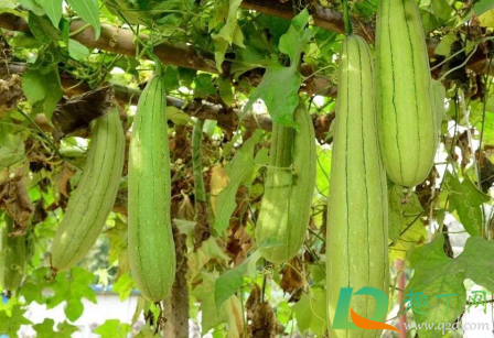 给丝瓜种子催芽哪些是要注意的 丝瓜催芽需要几天