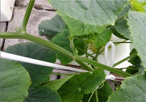 黄瓜怎样育苗雌花多雄花少?