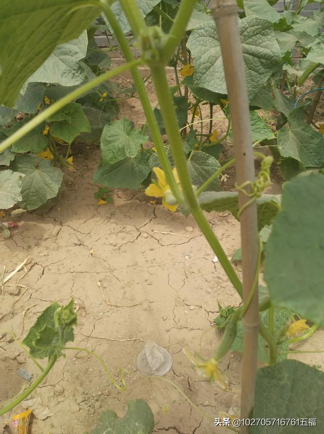 黄瓜怎样育苗雌花多雄花少?
